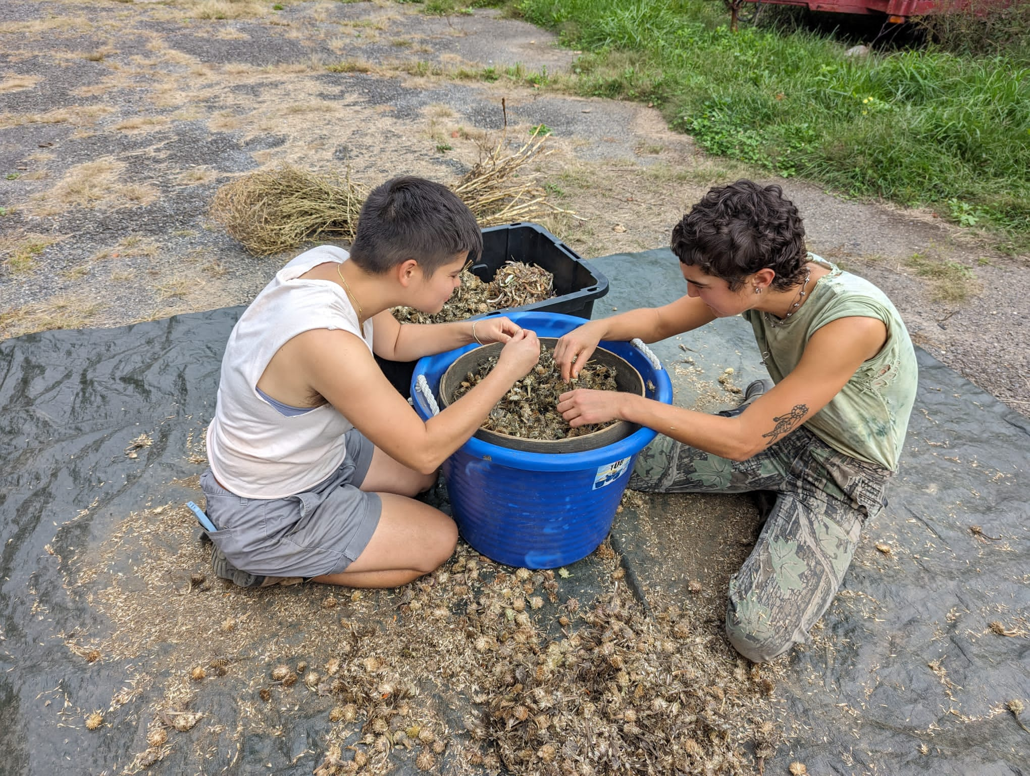 Nov 9 • Seed Stewarding with Iraqi Seed Collective